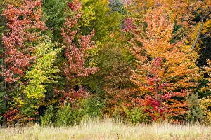 USA, Vermont, Morrisville. Lyle McKee Road, fall foliage USA, Vermont, Morrisville. Lyle McKee Road, fall foliage