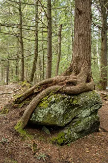 USA, Vermont, Morrisville. Sterling Forest, tree with roots spread over lichen covered rocks USA, Vermont, Morrisville. Sterling Forest, tree with roots spread over lichen covered rocks