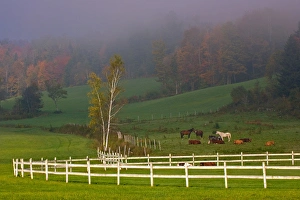 USA, Vermont, Near Grandville, Horses in fields USA, Vermont, Near Grandville, Horses in fields