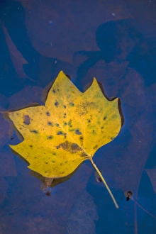 USA, Virginia, McLean. Leaf in pond. Credit as: Jay O'Brien / Jaynes Gallery / DanitaDelimont USA, Virginia, McLean. Leaf in pond. Credit as: Jay O'Brien / Jaynes Gallery / DanitaDelimont