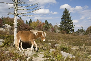 USA - Virginia. Wild pony in Grayson Highlands State Park and along trail to Mt. Rogers USA - Virginia. Wild pony in Grayson Highlands State Park and along trail to Mt. Rogers