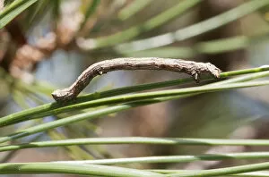 Inchworm Gallery: USA, WA, Bainbridge Island. Geometrid moth caterpillar had unique gait (inchworm)