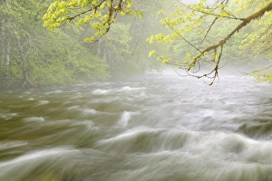 USA, Washingon, Cascade Mountains. Cascading water in Beckler River USA, Washingon, Cascade Mountains. Cascading water in Beckler River