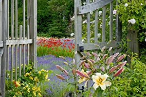 USA, Washington, Bainbridge Island. Garden gate opens onto variety of flowers and plants USA, Washington, Bainbridge Island. Garden gate opens onto variety of flowers and plants