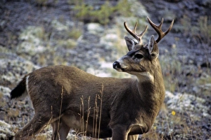 USA, Washington. Black-tailed Deer of the Pacific Northwest USA, Washington. Black-tailed Deer of the Pacific Northwest