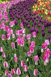 USA, Washington. Blooming tulips. Credit as: Jones & Shimlock / Jaynes Gallery / DanitaDelimont USA, Washington. Blooming tulips. Credit as: Jones & Shimlock / Jaynes Gallery / DanitaDelimont