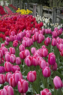 USA, Washington. Blooming tulips next to wooden fence USA, Washington. Blooming tulips next to wooden fence