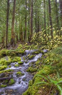 USA, Washington. Cascading stream in Olympia National Park USA, Washington. Cascading stream in Olympia National Park