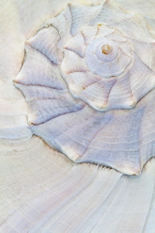 USA, Washington. Close-up of pastel seashell USA, Washington. Close-up of pastel seashell