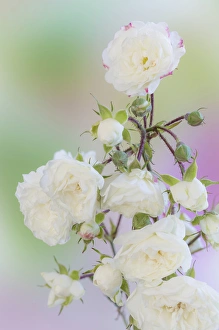 USA, Washington. Close-up of peace roses. Credit as: Don Paulson / Jaynes Gallery / DanitaDelimont USA, Washington. Close-up of peace roses. Credit as: Don Paulson / Jaynes Gallery / DanitaDelimont