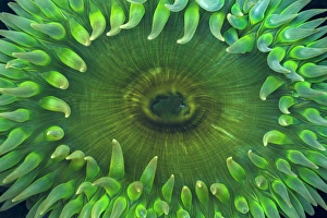 USA, Washington. Close-up of sea anemone. Credit as: Don Paulson / Jaynes Gallery / DanitaDelimont USA, Washington. Close-up of sea anemone. Credit as: Don Paulson / Jaynes Gallery / DanitaDelimont