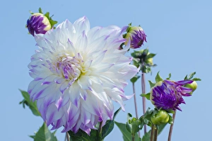 USA, Washington. Detail of dahlia flowers against sky USA, Washington. Detail of dahlia flowers against sky