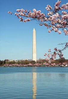 USA, Washington D.C. The Washington Monument framed by cherry blossoms