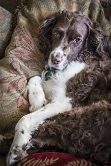 USA, Washington. English springer spaniel on couch USA, Washington. English springer spaniel on couch