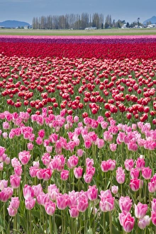 USA, Washington. Field of multicolored tulips USA, Washington. Field of multicolored tulips