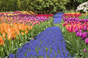 USA, Washington. Garden with tulips and blue grape hyacinth flowers USA, Washington. Garden with tulips and blue grape hyacinth flowers
