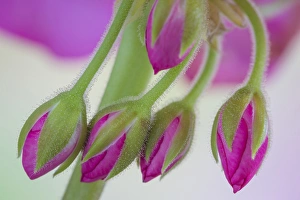 USA, Washington. Geranium buds close-up. Credit as: Don Paulson / Jaynes Gallery / DanitaDelimont USA, Washington. Geranium buds close-up. Credit as: Don Paulson / Jaynes Gallery / DanitaDelimont