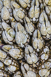 USA, Washington. Goose barnacles in Salt Creek Recreation Area USA, Washington. Goose barnacles in Salt Creek Recreation Area