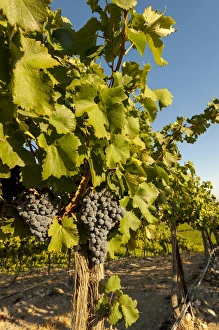 USA, Washington, Horse Heaven Hills. Coyote Canyon Vineyards lies in the Horse Heaven USA, Washington, Horse Heaven Hills. Coyote Canyon Vineyards lies in the Horse Heaven