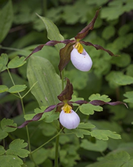 USA, Washington, Kamiak Butte County Park. Close-up of lady slipper orchids. Credit as USA, Washington, Kamiak Butte County Park. Close-up of lady slipper orchids. Credit as