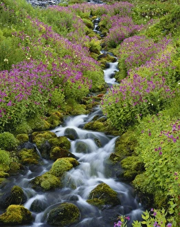 USA, Washington, Mount Rainier National Park, Pink Monkey Flowers growing along stream USA, Washington, Mount Rainier National Park, Pink Monkey Flowers growing along stream