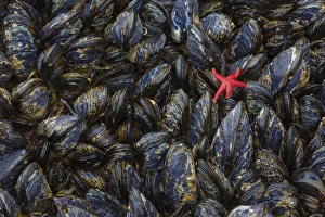 USA, Washington. Mussels and red sea star in Salt Creek Recreation Area. Credit as USA, Washington. Mussels and red sea star in Salt Creek Recreation Area. Credit as