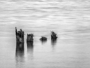 USA, Washington, Old pilings near Cape Disappointment USA, Washington, Old pilings near Cape Disappointment