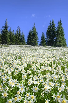 USA, Washington, Olympia National Park. High-altitude lilies that bloom for one week annually USA, Washington, Olympia National Park. High-altitude lilies that bloom for one week annually