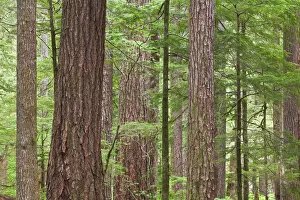 Images Dated 25th June 2011: USA, Washington, Olympic National Forest. Stand of old growth Douglas fir trees. Credit as