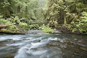 Images Dated 8th June 2012: USA, Washington, Olympic National Park. Barnes Creek flows through forest. Credit as