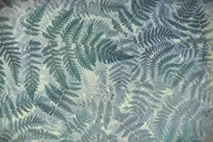 Images Dated 19th June 2013: USA, Washington, Olympic National Park. Stylized pattern of oak fern