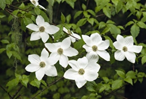 USA, Washington, Pacific Dogwood, (Cornus nuttalli), Flowers, Gifford Pinchot National Forest, May USA, Washington, Pacific Dogwood, (Cornus nuttalli), Flowers, Gifford Pinchot National Forest, May