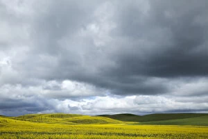 Images Dated 13th June 2014: USA, Washington, Palouse. Blooming canola field on a stormy day