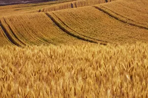 Images Dated 7th August 2009: USA, Washington, Palouse Country, Fields of Golden Harvest Wheat