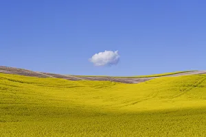 Jim Nilsen Gallery: USA, Washington, Palouse. Ripe canola crop and cloud