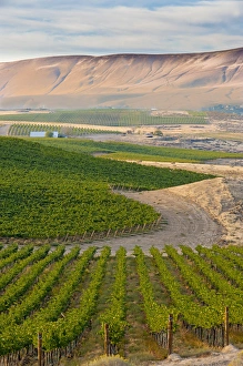 USA, Washington, Red Mountain. Dusk on Shaw Vineyard USA, Washington, Red Mountain. Dusk on Shaw Vineyard