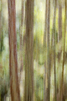 USA, Washington, San Juan Islands. Abstract woodland scene USA, Washington, San Juan Islands. Abstract woodland scene