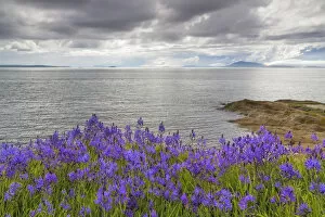 Images Dated 4th May 2014: USA, Washington, San Juan Islands. Camas blooms on Sucia Island