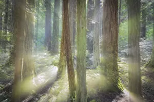 Images Dated 13th April 2013: USA, Washington, Scenic Beach State Park. Blurred forest scene in sunlight. Credit as