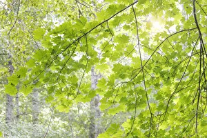 USA, Washington, Seabeck. Big leaf maple leaves USA, Washington, Seabeck. Big leaf maple leaves