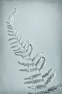 Images Dated 13th April 2013: USA, Washington, Seabeck. Bracken fern abstract