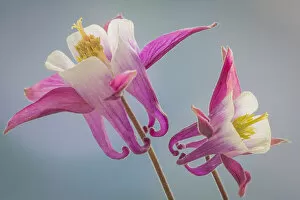 Images Dated 12th May 2013: USA, Washington, Seabeck. Close-up of columbine flowers