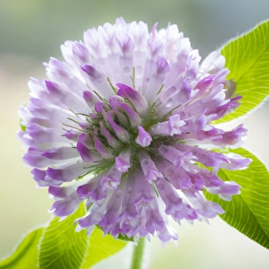 USA, Washington, Seabeck. Clover blossom flowers USA, Washington, Seabeck. Clover blossom flowers