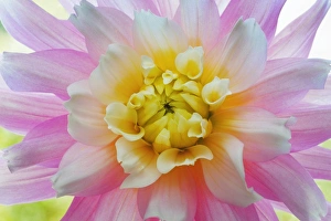 USA, Washington, Seabeck. Dahlia flower close-up USA, Washington, Seabeck. Dahlia flower close-up