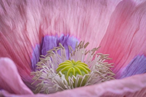 USA, Washington, Seabeck. Inside of poppy flower USA, Washington, Seabeck. Inside of poppy flower