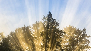 USA, Washington, Seabeck. Sun rays through fir trees USA, Washington, Seabeck. Sun rays through fir trees