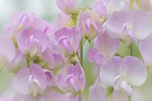 Images Dated 21st July 2013: USA, Washington, Seabeck. Detail of sweet pea blossoms