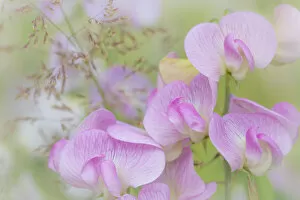 Images Dated 21st July 2013: USA, Washington, Seabeck. Detail of sweet pea blossoms