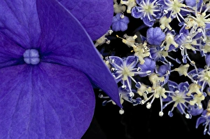 USA, Washington, Seattle. Close-up of hydrangea USA, Washington, Seattle. Close-up of hydrangea