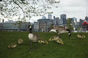 Images Dated 28th April 2012: USA, Washington, Seattle, South Lake Union Park, a family of Canada Geese (Branta